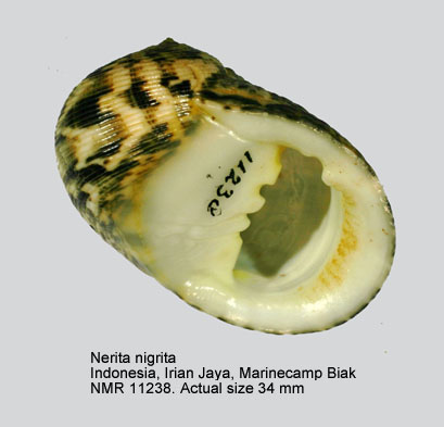 Nerita nigrita (4).jpg - Nerita nigrita (Röding,1798)